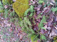 Polypodium × mantoniae