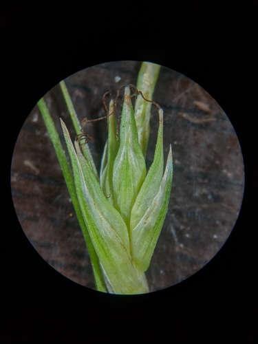 Carex basiantha image