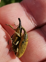 Lixus pulverulentus