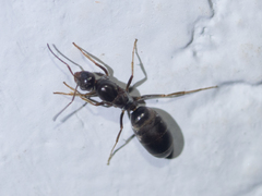 Dolichoderinae