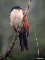 Centropus monachus occidentalis