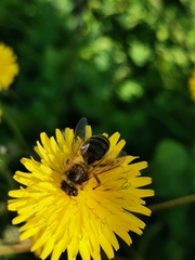 Apis mellifera