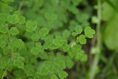 Thalictrum rhynchocarpum