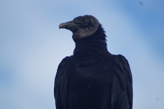 Coragyps atratus