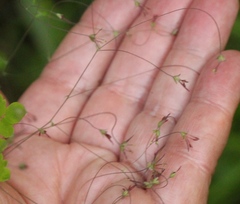 Thalictrum rhynchocarpum