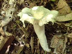 Russula iterika