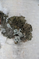 Melanohalea olivacea