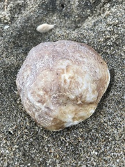 Pododesmus macrochisma