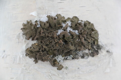 Melanohalea olivacea