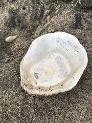 Pododesmus macrochisma