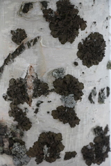 Melanohalea olivacea