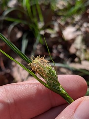 Carex dasycarpa
