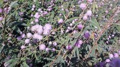 Mimosa