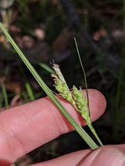 Carex dasycarpa
