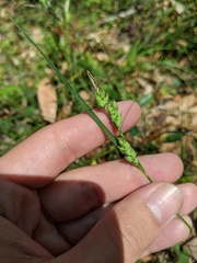 Carex dasycarpa