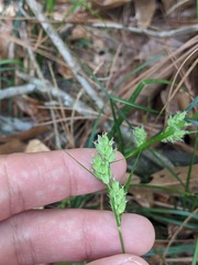 Carex dasycarpa