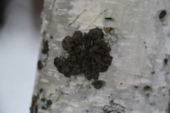 Melanohalea olivacea