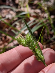 Carex dasycarpa