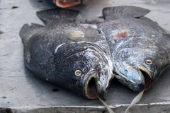 Lobotes surinamensis