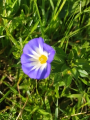 Convolvulus tricolor