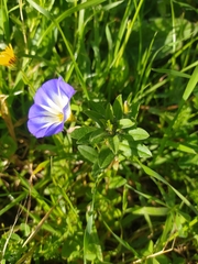 Convolvulus tricolor