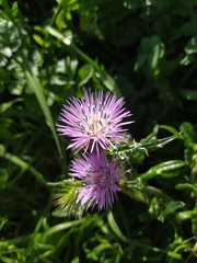 Galactites tomentosus