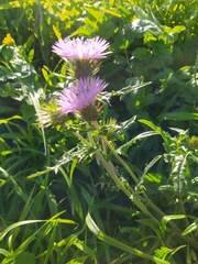 Galactites tomentosus