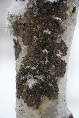 Melanohalea olivacea