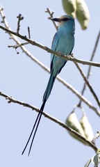Coracias abyssinicus
