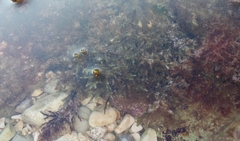 Ericaria crinita