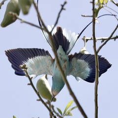 Coracias abyssinicus