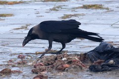 Corvus splendens