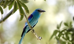 Coracias abyssinicus