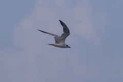 Gelochelidon nilotica