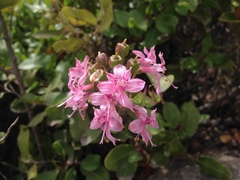 Alstroemeria revoluta