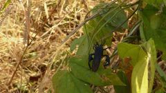 Anoplocnemis curvipes