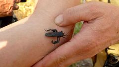 Anoplocnemis curvipes