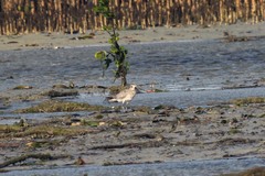 Pluvialis squatarola