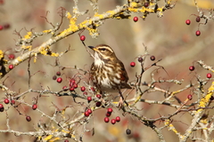 Turdus iliacus