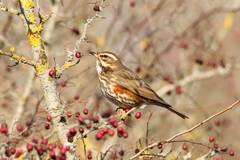 Turdus iliacus