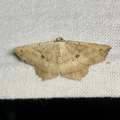 Polyacme subpulchra