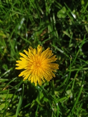 Taraxacum officinale