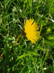 Taraxacum officinale