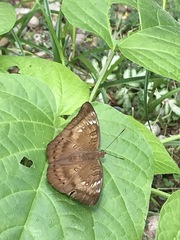 Euthalia aconthea gurda