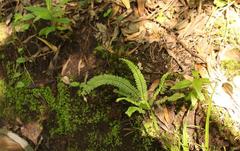 Asplenium monanthes