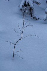 Thalictrum flavum