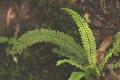 Asplenium monanthes