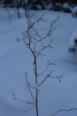 Thalictrum flavum
