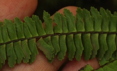 Asplenium monanthes
