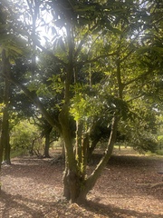 Diospyros malabarica